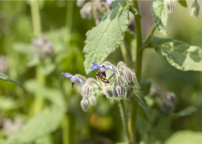 Borretsch , T13 Borretsch , T13