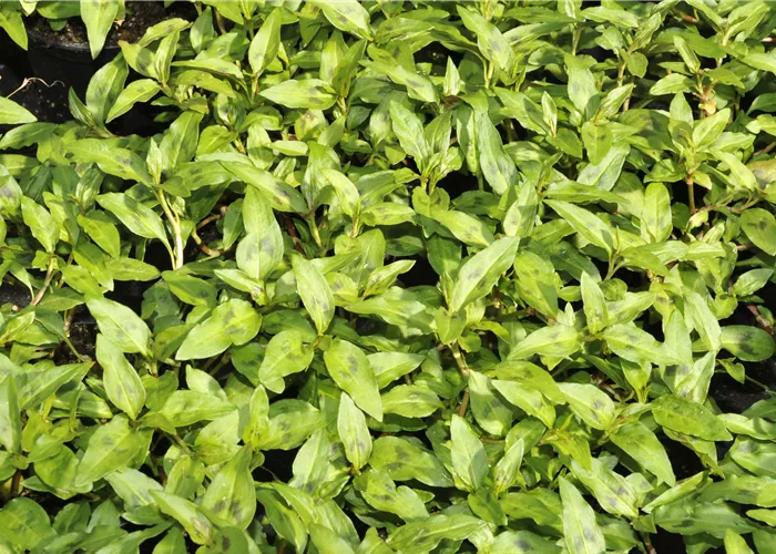 Bio-Vietnam.Koriander-Pfl. Bio-Vietnam.Koriander-Pfl.