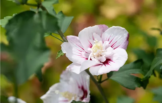 Hibiscus syriacus 'Pinky Spot' -R- Hibiscus syriacus 'Pinky Spot' -R-