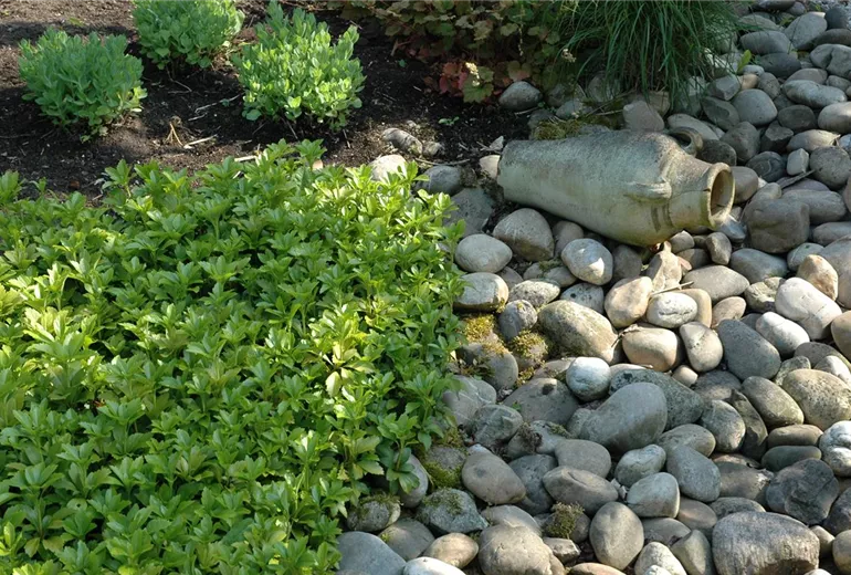 Pachysandra terminalis