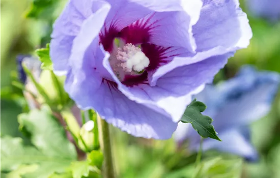 Hibiscus syriacus 'Super Blue' Hibiscus syriacus 'Super Blue'