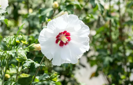 Hibiscus syriacus 'Super Heart' -R- Hibiscus syriacus 'Super Heart' -R-