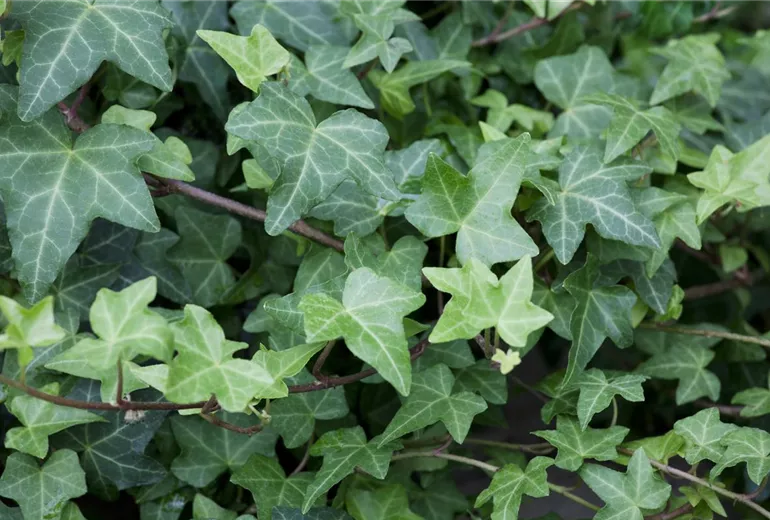 Hedera helix