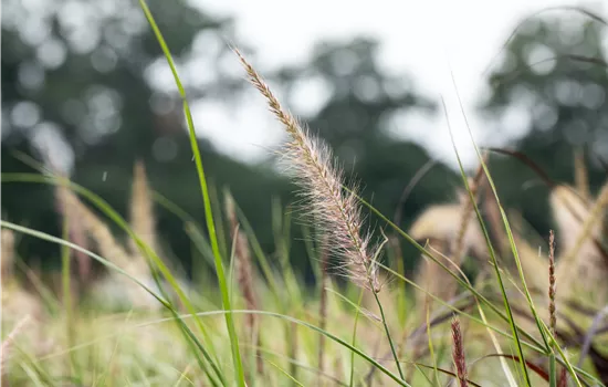 Pennisetum Sky Rocket 2025 Pennisetum Sky Rocket 2025