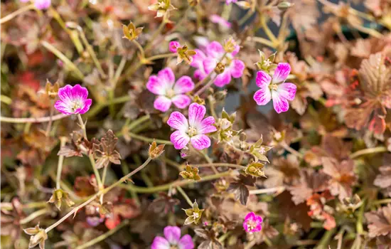 Geranium Orkney Cherry
