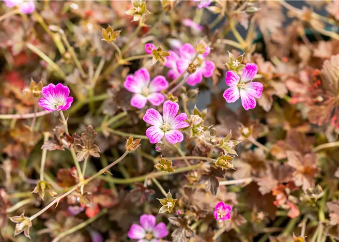 Geranium Orkney Cherry Geranium Orkney Cherry