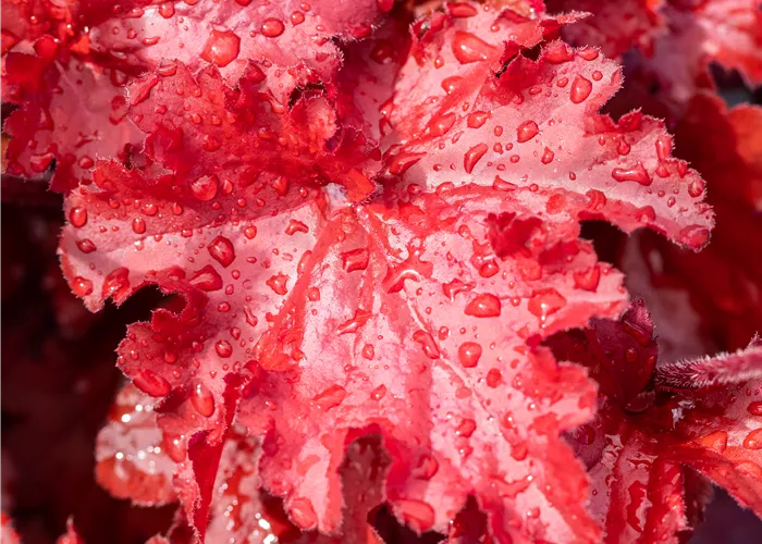 Heuchera Forever Red Heuchera Forever Red