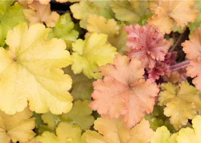 Heuchera Marmalade