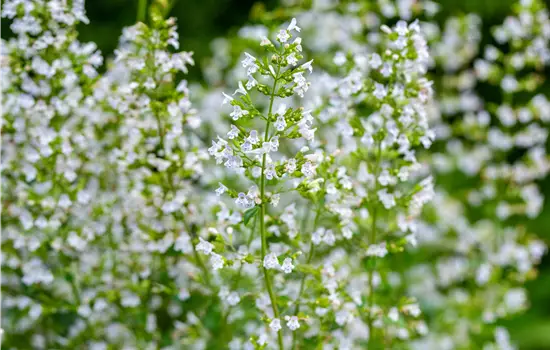 Calamintha Triumphator