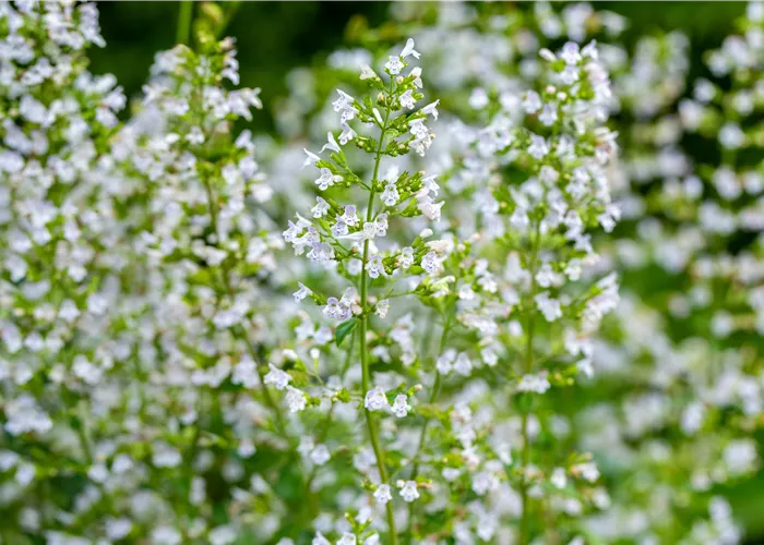 Calamintha Triumphator Calamintha Triumphator