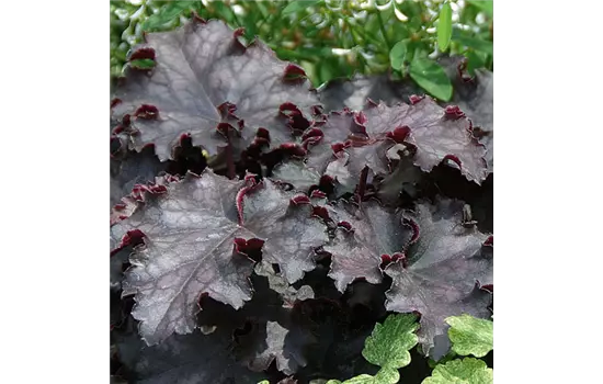 Heuchera Black Pearl 