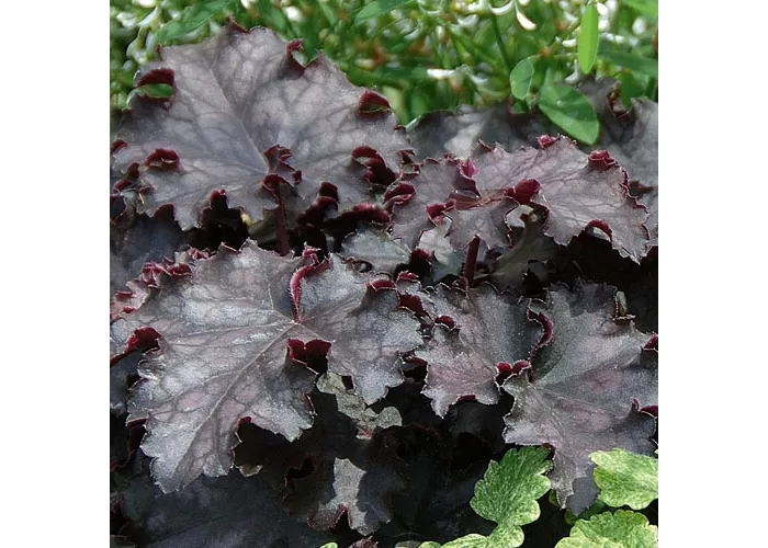 Heuchera Black Pearl  Heuchera Black Pearl