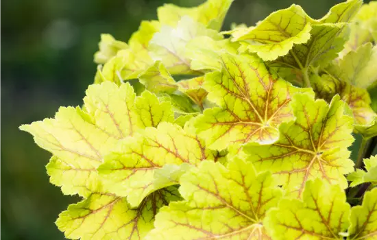 Heuchera Electra 