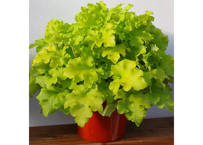 Heuchera Lime Marmalade Heuchera Lime Marmalade