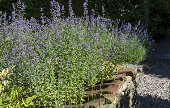 Perovskia atripicifolia