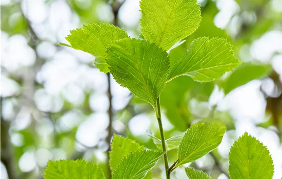 Crataegus lavallei 'Carrierei' Crataegus lavallei 'Carrierei'