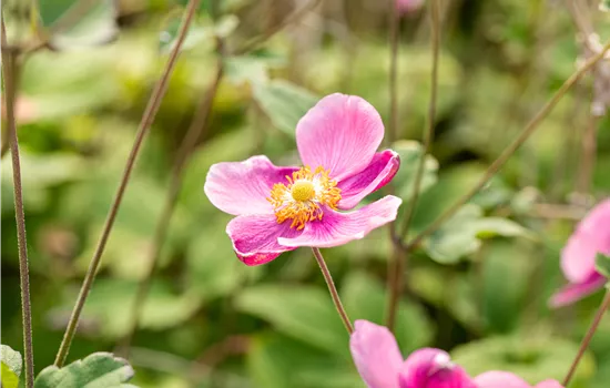 Anemone hupehensis 'Praecox' Anemone hupehensis 'Praecox'