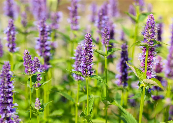 Agastache rugosa 'Black Adder' Agastache rugosa 'Black Adder'
