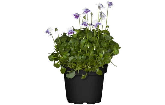 Viola hederacea