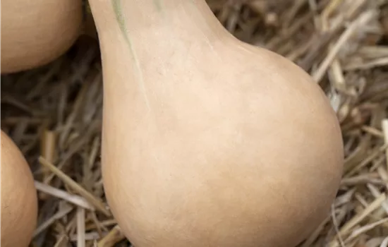 Butternut Kürbis Butternut Kürbis