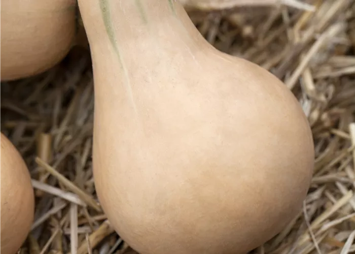 Butternut Kürbis Butternut Kürbis