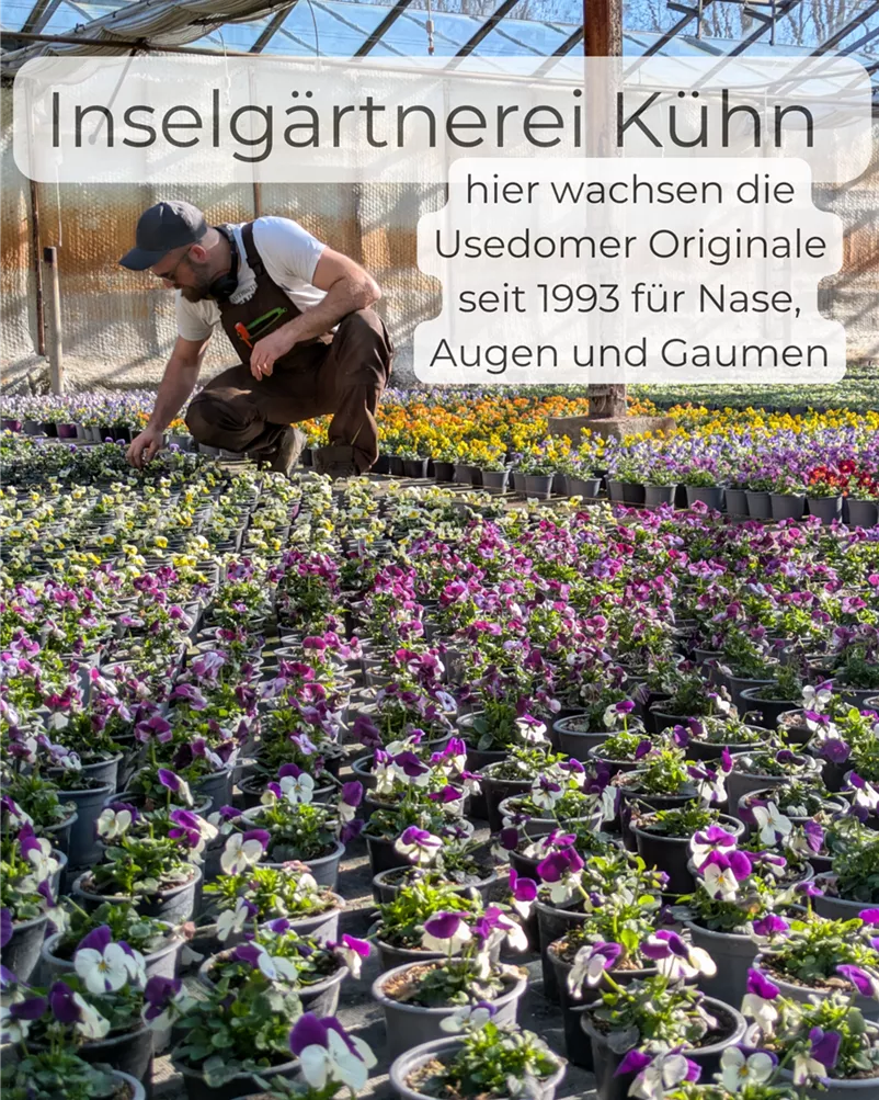 Inselgärtnerei Kühn.png