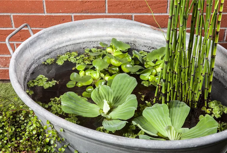 Pistia stratiotes Pistia stratiotes