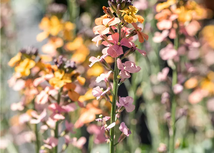 Erysimum linifolium