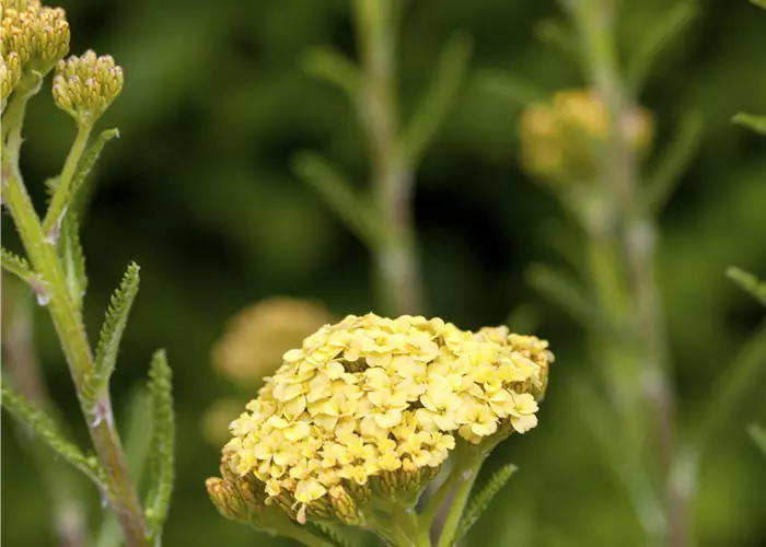 Achillea millefolium Sunny Seduction