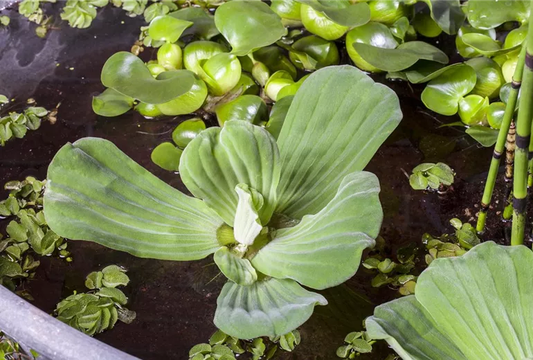 Pistia stratiotes Pistia stratiotes