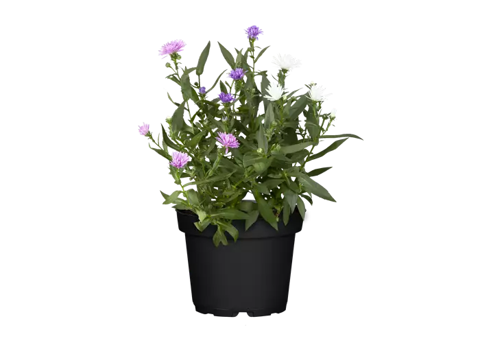 Aster novi-belgii Trio