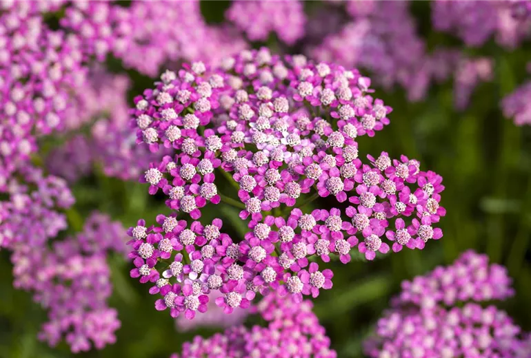 Achillea millefolium 'Lilac Beauty' Achillea millefolium 'Lilac Beauty'
