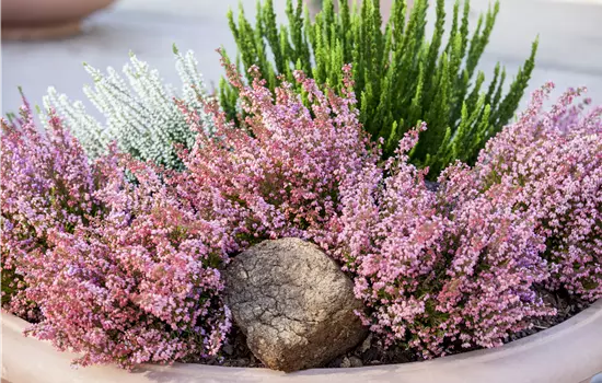 Erica gracilis