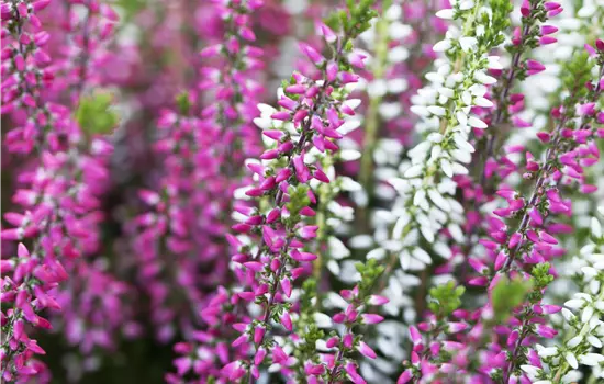 Calluna vulgaris 'Twingirls' ® in Sorten