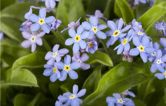 Myosotis sylvatica