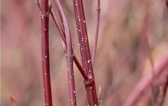 Cornus alba Miracle
