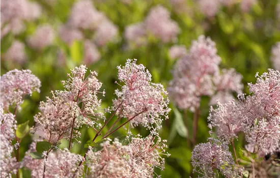 Ceanothus pallidus 'Marie Simon'