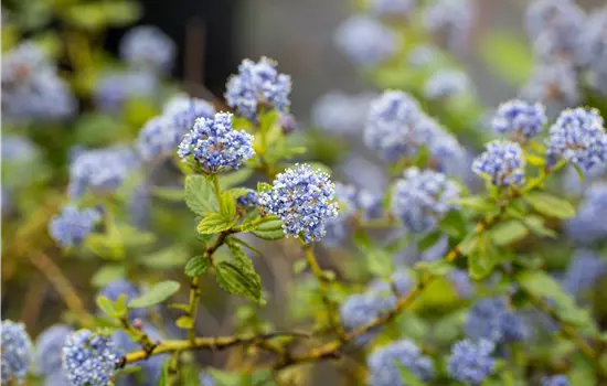 Ceanothus thyrsiflorus repens