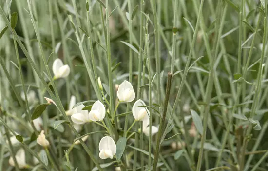 Cytisus praecox 'White Lion'