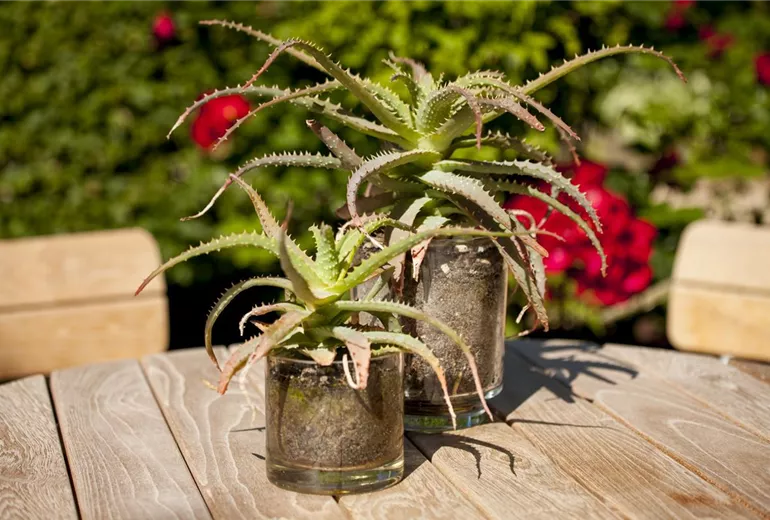 Sukkulenten Sukkulenten