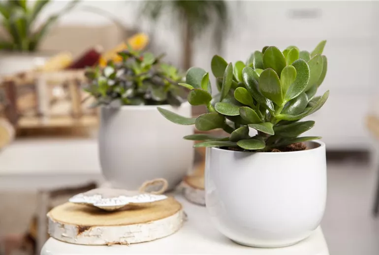 Crassula ovata 'Magical Tree' Crassula ovata 'Magical Tree'