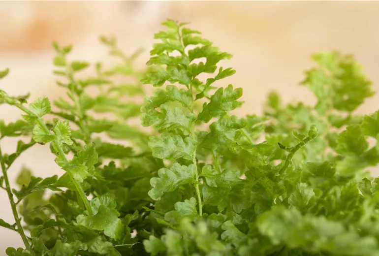 Nephrolepis exaltata Nephrolepis exaltata