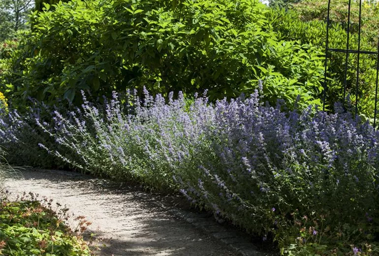 Wege im Garten