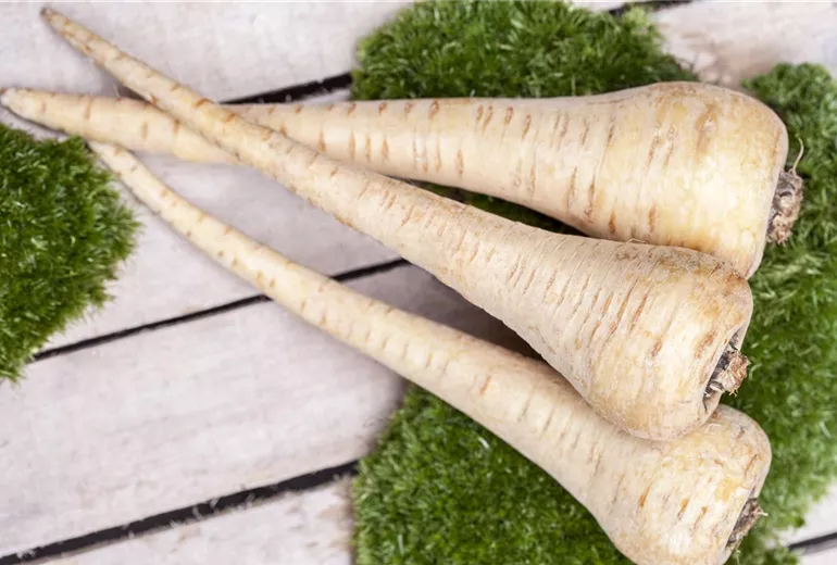 Pastinaca sativa Pastinaca sativa