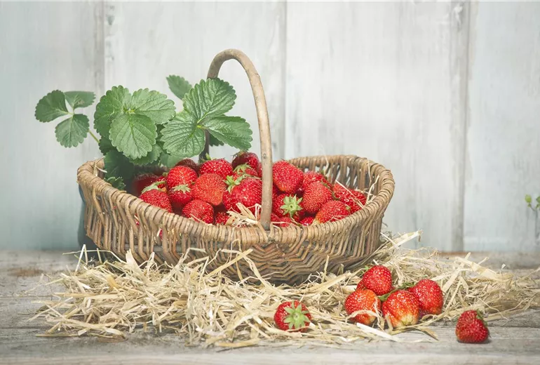 Fragaria x ananassa Fragaria x ananassa