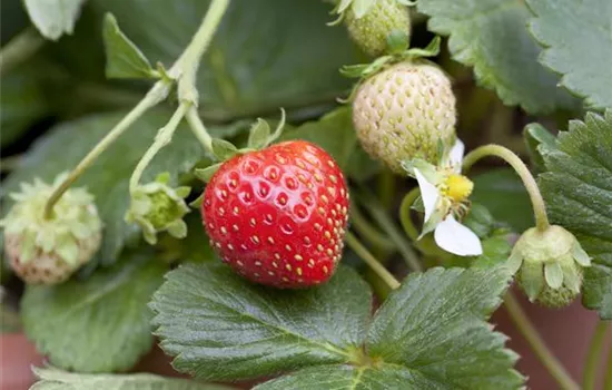 Fragaria Korona Fragaria Korona