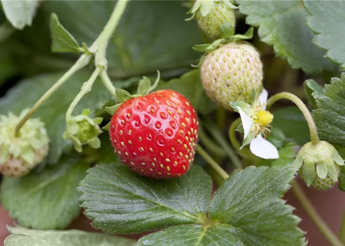 Fragaria ananassa Mieze Schindler Fragaria ananassa Mieze Schindler