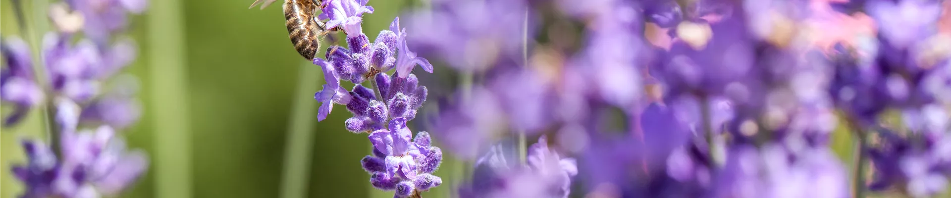 Lavendel mit Biene Lavendel mit Biene