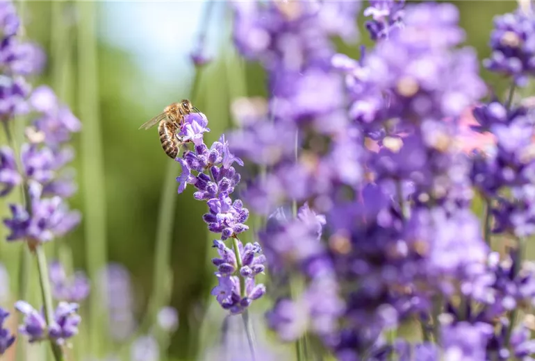 Lavendel mit Biene Lavendel mit Biene