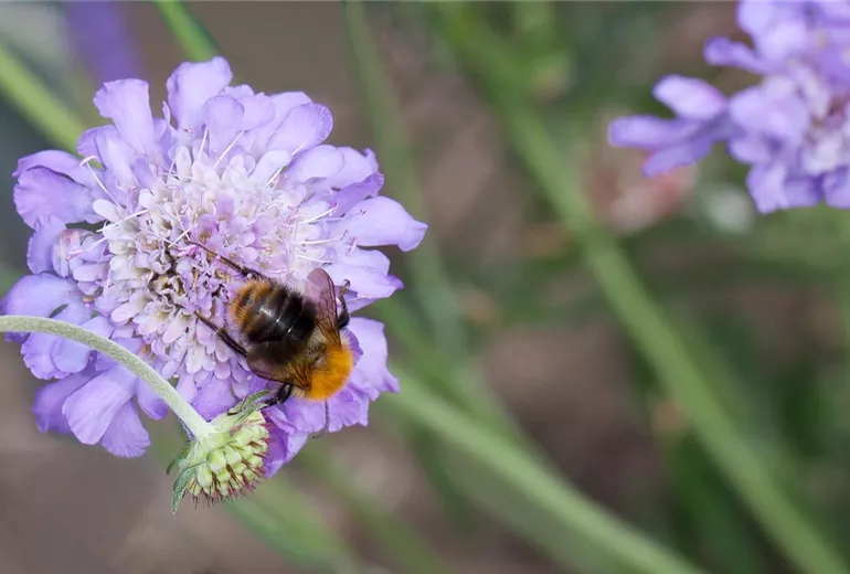 Scabiosa columbaria 'Butterfly Blue' Scabiosa columbaria 'Butterfly Blue'